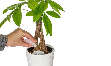 money tree watering plant